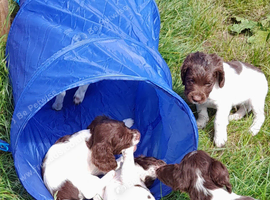 Gorgeous English Springer Spaniel Puppies