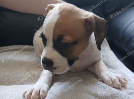Puppies