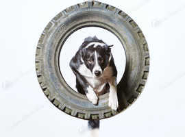 Dog Exercise, Care and Training