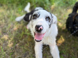 Blue Merle border collie