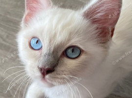 TICA REGISTERED Ragdoll Cats