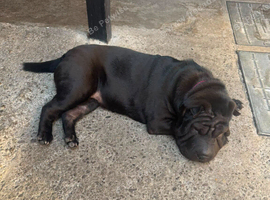 Female 6 months old