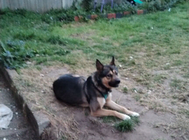 Aleskan-shepherd.