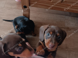 10 weeks old, chocolate and tan girl