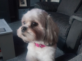 Lhasa apso puppys