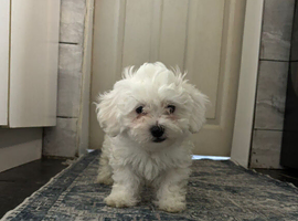 Bichonfrise