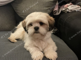 Lhasa Apso puppies for sale