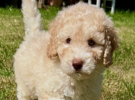 READY NOW! ONLY 1 LEFT, Stunning curly F1b Mini Labradoodle - Health tested parents