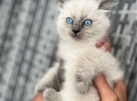 BEAUTIFUL RAGDOLL KITTENS READY TO LEAVE NOW