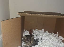 Cat looking for a rehome