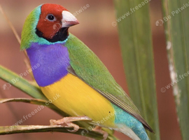 Looking for a female Gouldian finch