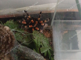 Adult female redknee