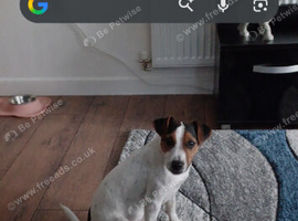 4yr old female jack russell