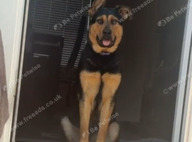 Shepherd x rottie looking for forever home