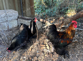 Trio of black pekin bantams