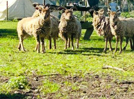 5 sheep Scottish hill top free