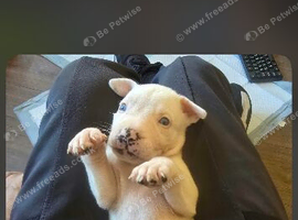 Cross breed