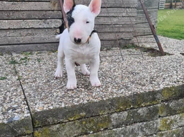 Beautiful English bull terrier puppies