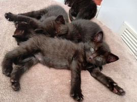 3 black kittens lefr