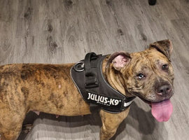 Cane corso X for sale