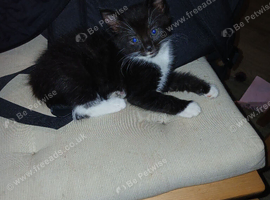 1 male tuxedo kitten available
