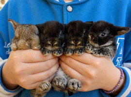 Beautiful mini lop