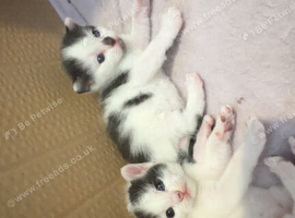 X2 male kittens
