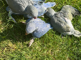 handreared baby ringnecks