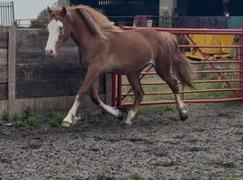 Gorgeous Chestnut Filly