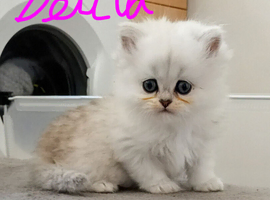 1 Stunning Girl Left - Rare Persian Kitten