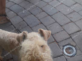 LAKELAND TERRIER  KC REGISTERED