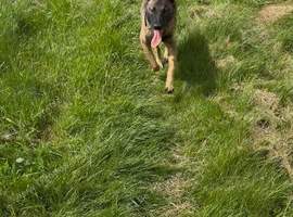 Belgian Mali 8months old beautiful dog