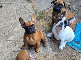 Standard red fawn/pied French bulldog