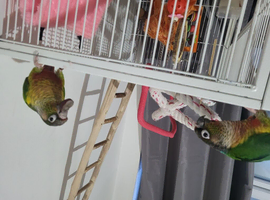 Bonded pair of green cheek conures