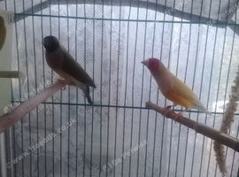 Gouldian finches for sale