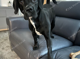 Young dog for sale
