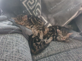 4 Kittens Sale