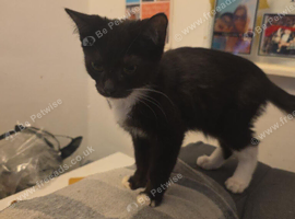 11 week old kittens need a home