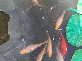 Goldfish for Free