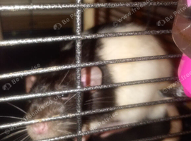 2xbonded male rats