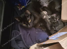 2 kittens looking for new homes