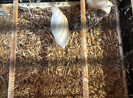 Button quail