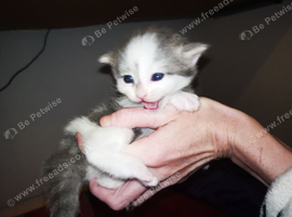 Very fluffy 2 female kittens