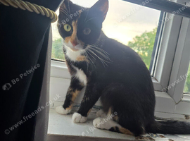 Female cat
