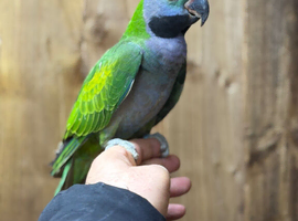 Lord darbyan
