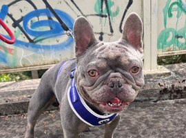 Rehoming my blue Frenchbulldog
