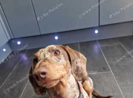 Dapple miniature dachshund stud