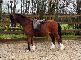 Lead rein pony