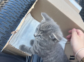 Urgent kitten sale