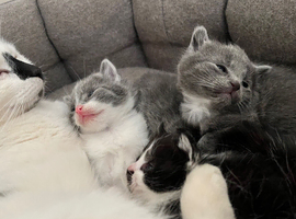 3 girls and 1 boy